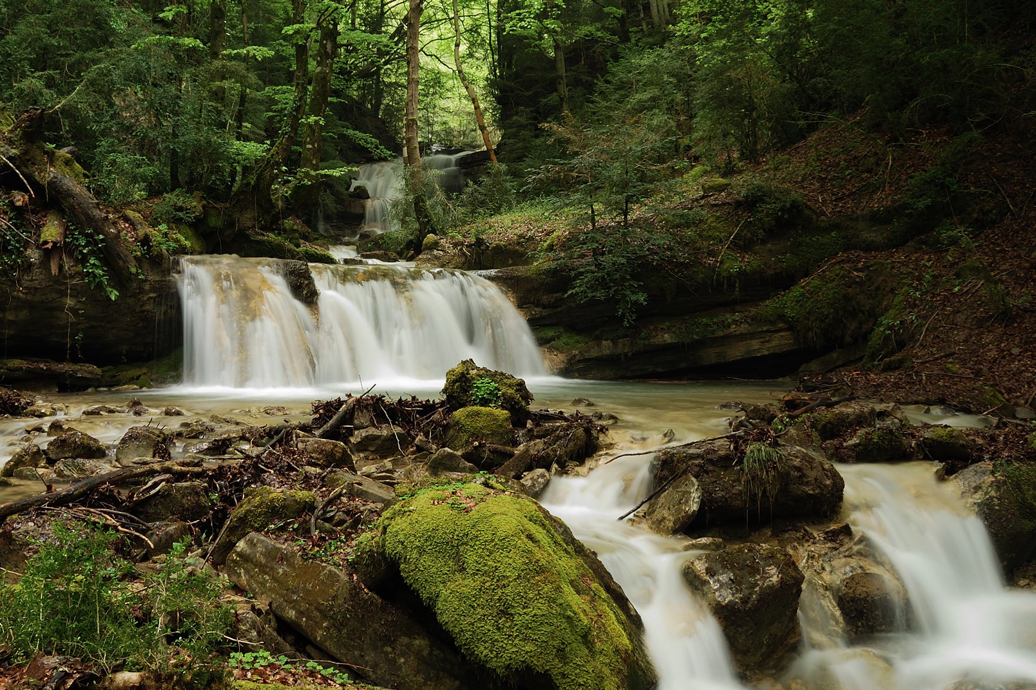 Rio en el bosque