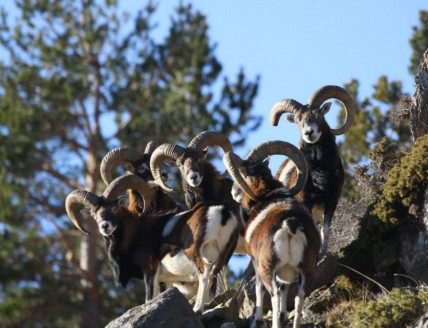 a la Reserva de Caça de Ribes de Freser - Setcases